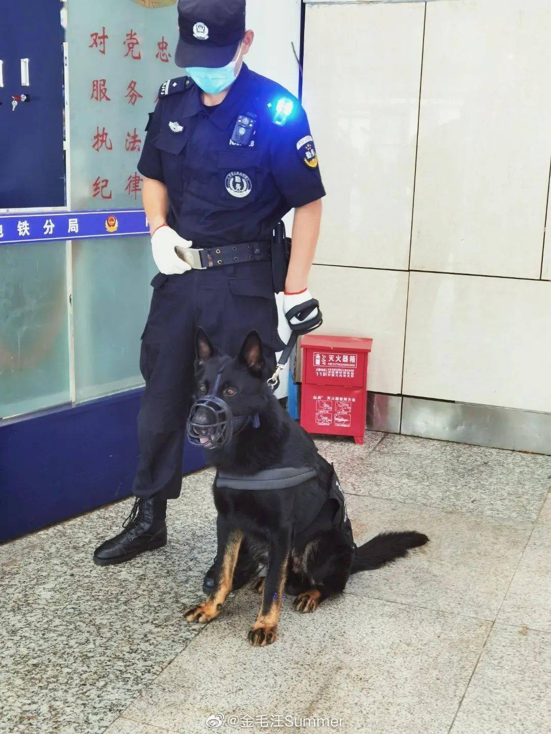 通报中的摸鱼行为，四只警犬的上班日常观察