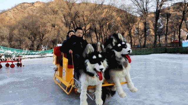 狗狗的滑稽滑雪秀，踩上女生身上的惊喜冒险