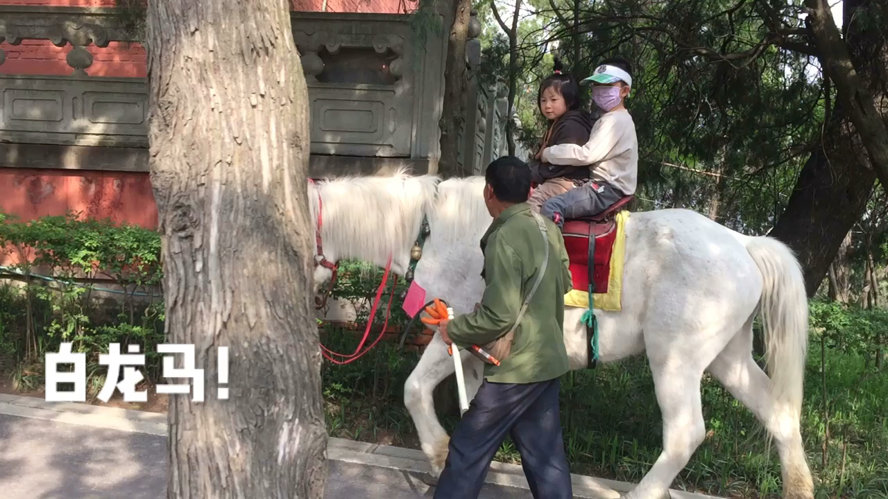 谢谢你，白龙马，一段跨越时空的温情传奇之旅！深度揭秘背后的故事与意义。