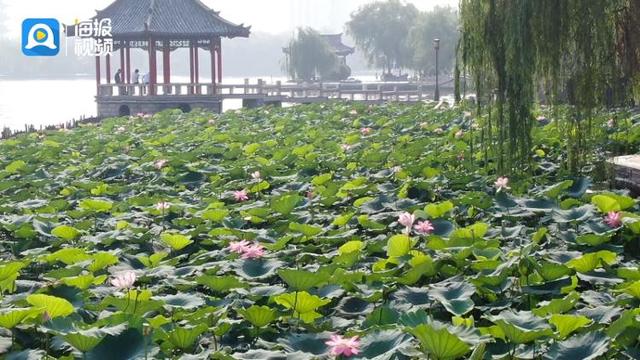 惊！济南一夜暴雨竟灌满387个大明湖，市民，这是要重现泉城传说？